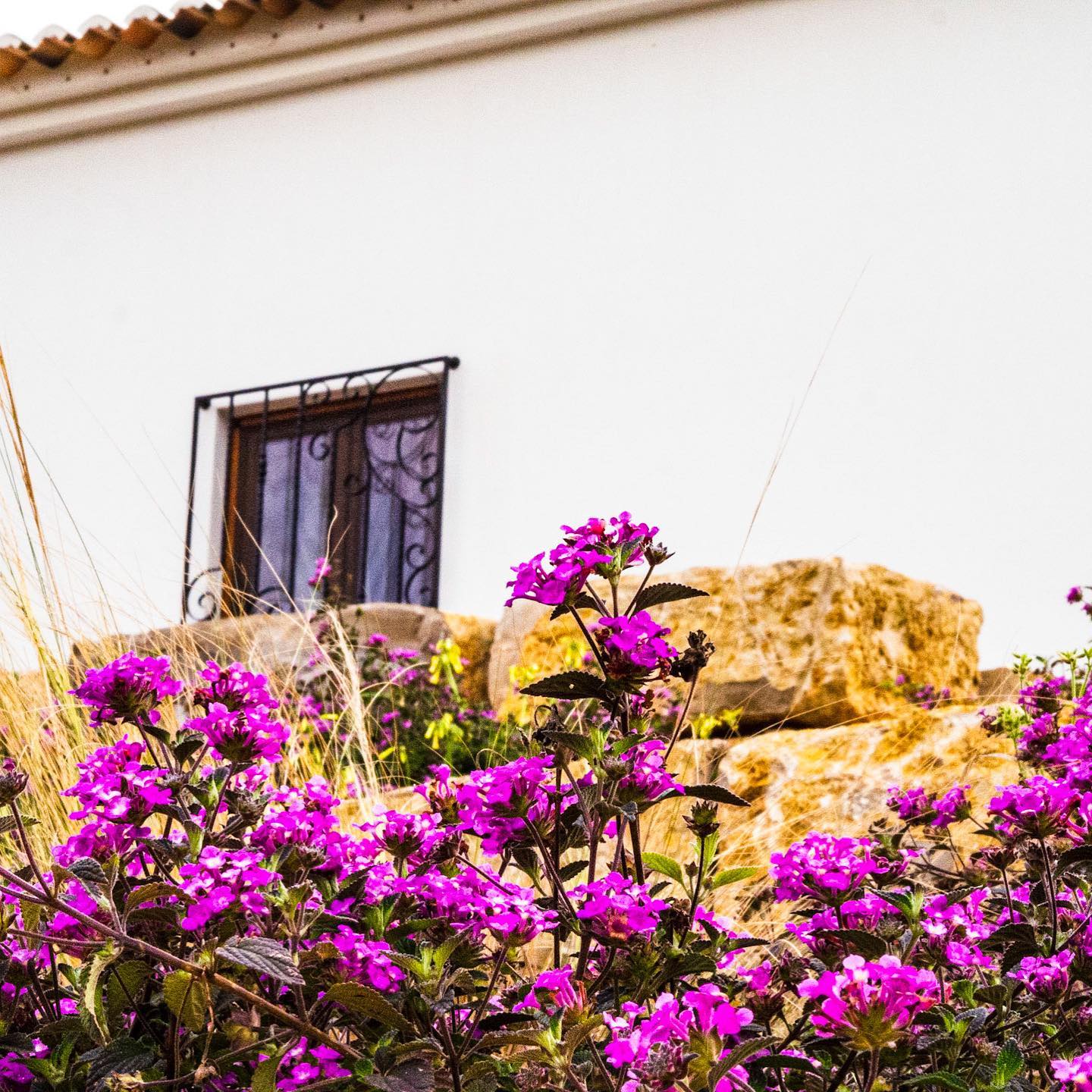 is still covered in beautiful spring colours.
#spring #springcolors
#yoga #surf #sunshine #slowliving #portugal #portugal🇵🇹 #portugaltravel #algarve #algarveportugal #aljezurlife #aljezurportugal #summervibes #summervacation #rentalhomes #guesthouse #boutiqueguesthouse #surfing #yogaalgarve #yogalove #retreats #reels #reel #travelreels #salthouse #salthouseportugal