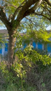 Slow down and notice the beauty around you. 

It makes you notice the beauty within you. ✨

Slow mornings in Portugal in November.

What does your morning look like? 
🍁 🍂 🍃 

#slowmornings #autmnvibes 
#autmn #in #portugal #portugal🇵🇹 #reels #reelsvideo #reelsinstagram #reelitfeelit #autmncolors #leaf #leafpeeping #nature #stillness #beautywithin #alentejo