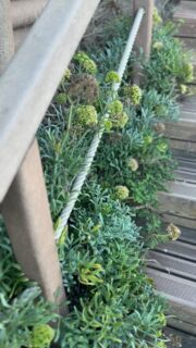 Warm November love. 

Winter has been rolling in nicely these days.

Long- and shortterm winter rentals available @salthouseportugal 

#noticing #theartofnoticing #warm #november #novemberlove #slowliving #portugal #portugal🇵🇹 #reels #reelsinstagram #reelsvideo #aljezur #reelitfeelit #algarve #algarveportugal #westalgarve